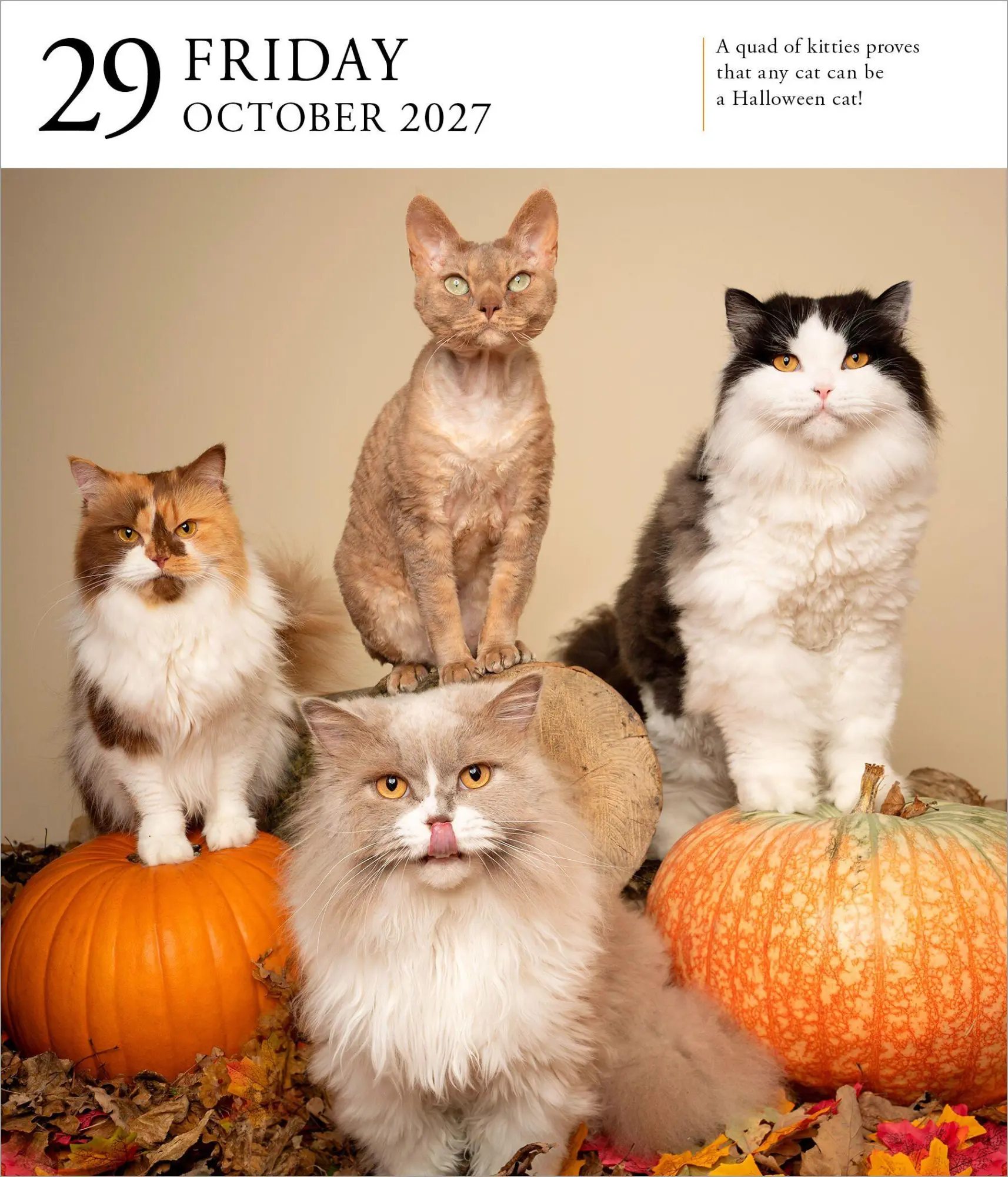 Bild: 9781523534609 | Cat Page-A-Day® Gallery Calendar Refill Pack 2027 | Workman Calendars