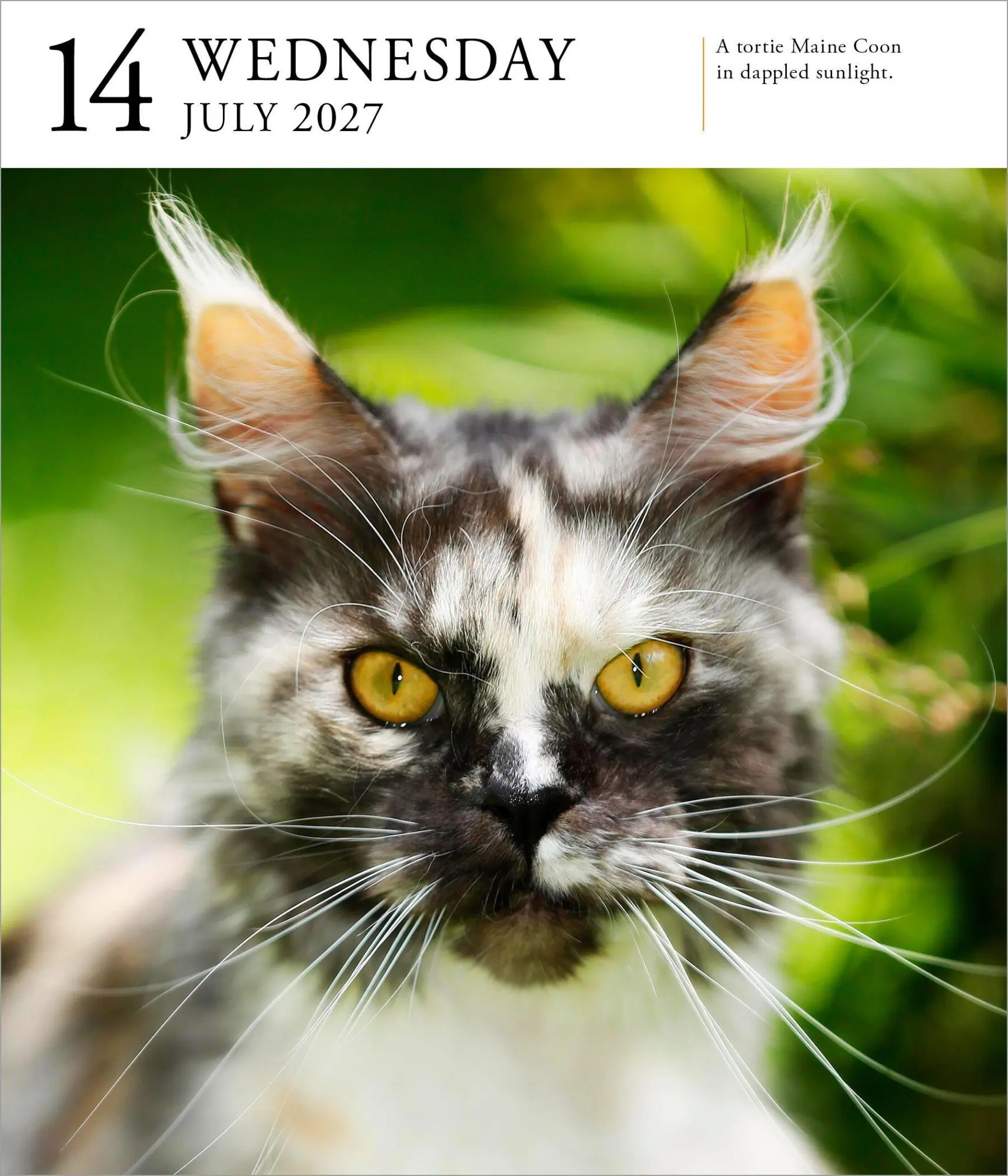 Bild: 9781523534609 | Cat Page-A-Day® Gallery Calendar Refill Pack 2027 | Workman Calendars