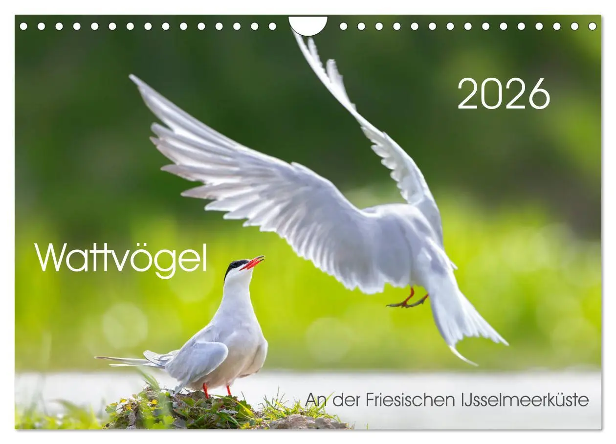 Cover: 9783457864609 | Wattvögel an der Friesischen IJsselmeerküste (Wandkalender 2026 DIN...