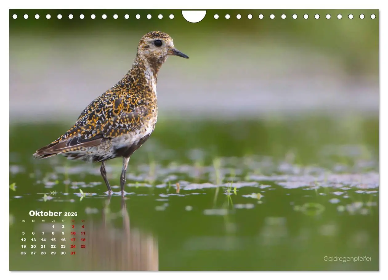 Bild: 9783457864609 | Wattvögel an der Friesischen IJsselmeerküste (Wandkalender 2026 DIN...