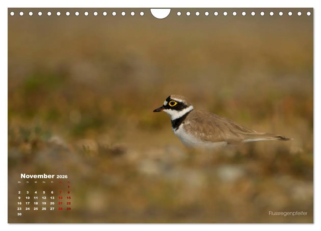 Bild: 9783457864609 | Wattvögel an der Friesischen IJsselmeerküste (Wandkalender 2026 DIN...