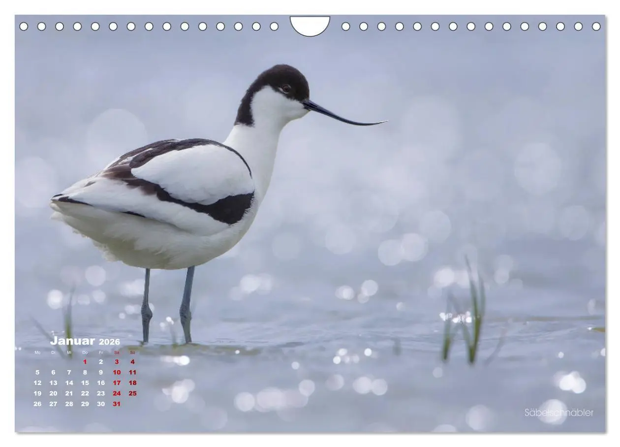 Bild: 9783457864609 | Wattvögel an der Friesischen IJsselmeerküste (Wandkalender 2026 DIN...