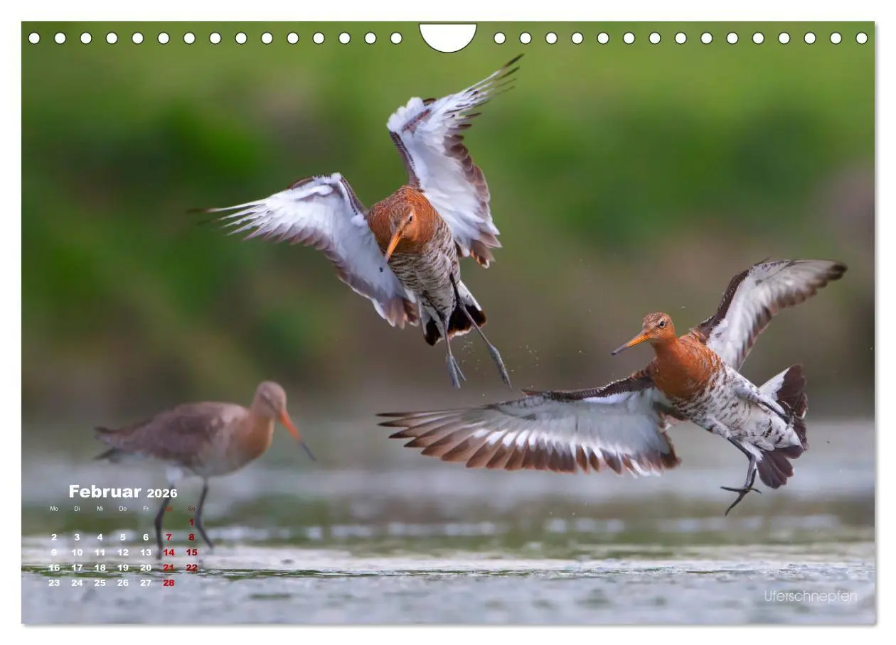 Bild: 9783457864609 | Wattvögel an der Friesischen IJsselmeerküste (Wandkalender 2026 DIN...
