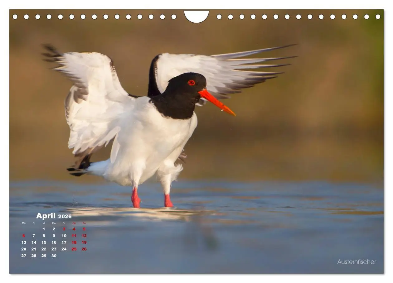 Bild: 9783457864609 | Wattvögel an der Friesischen IJsselmeerküste (Wandkalender 2026 DIN...