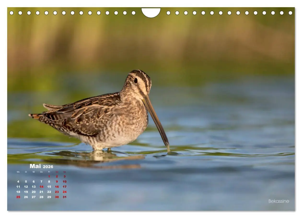 Bild: 9783457864609 | Wattvögel an der Friesischen IJsselmeerküste (Wandkalender 2026 DIN...