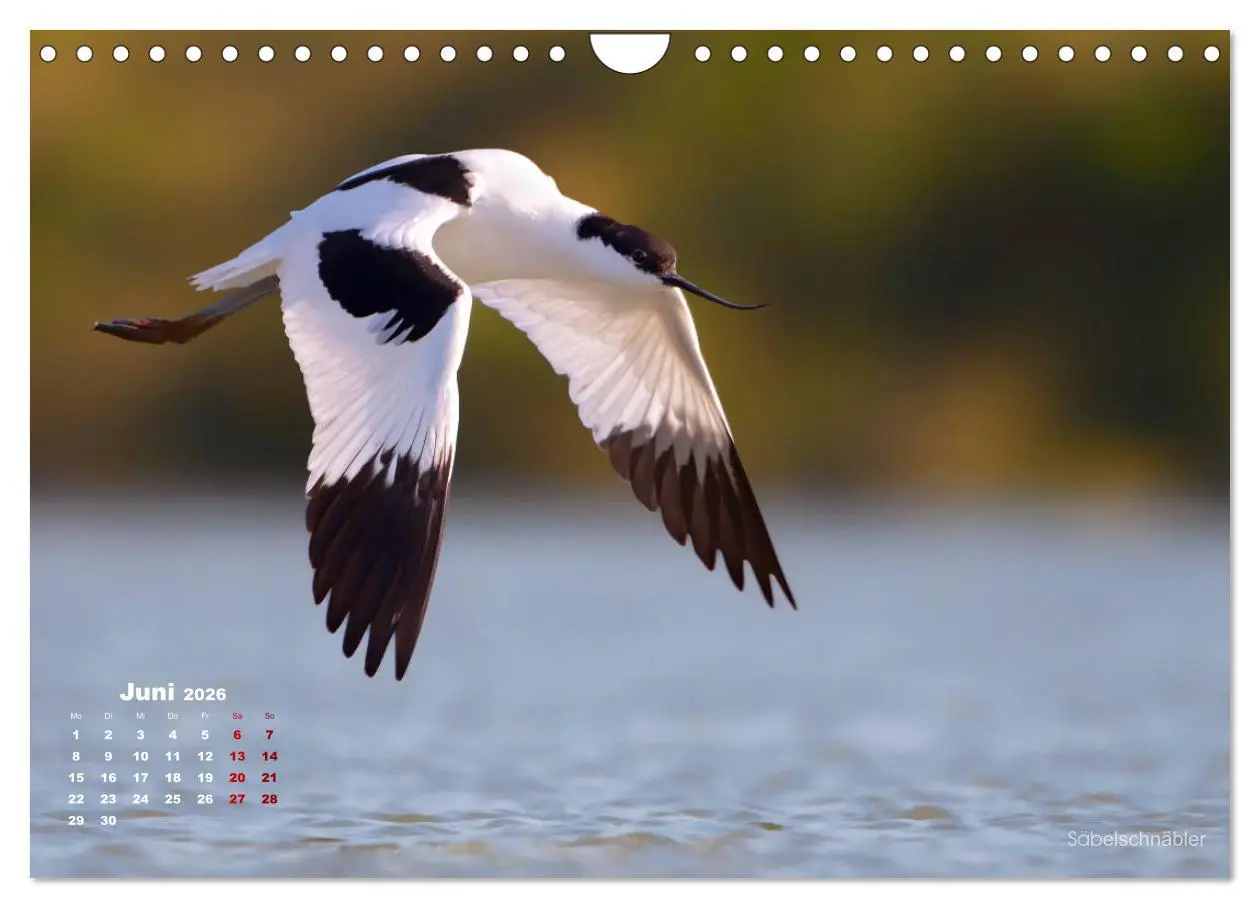 Bild: 9783457864609 | Wattvögel an der Friesischen IJsselmeerküste (Wandkalender 2026 DIN...