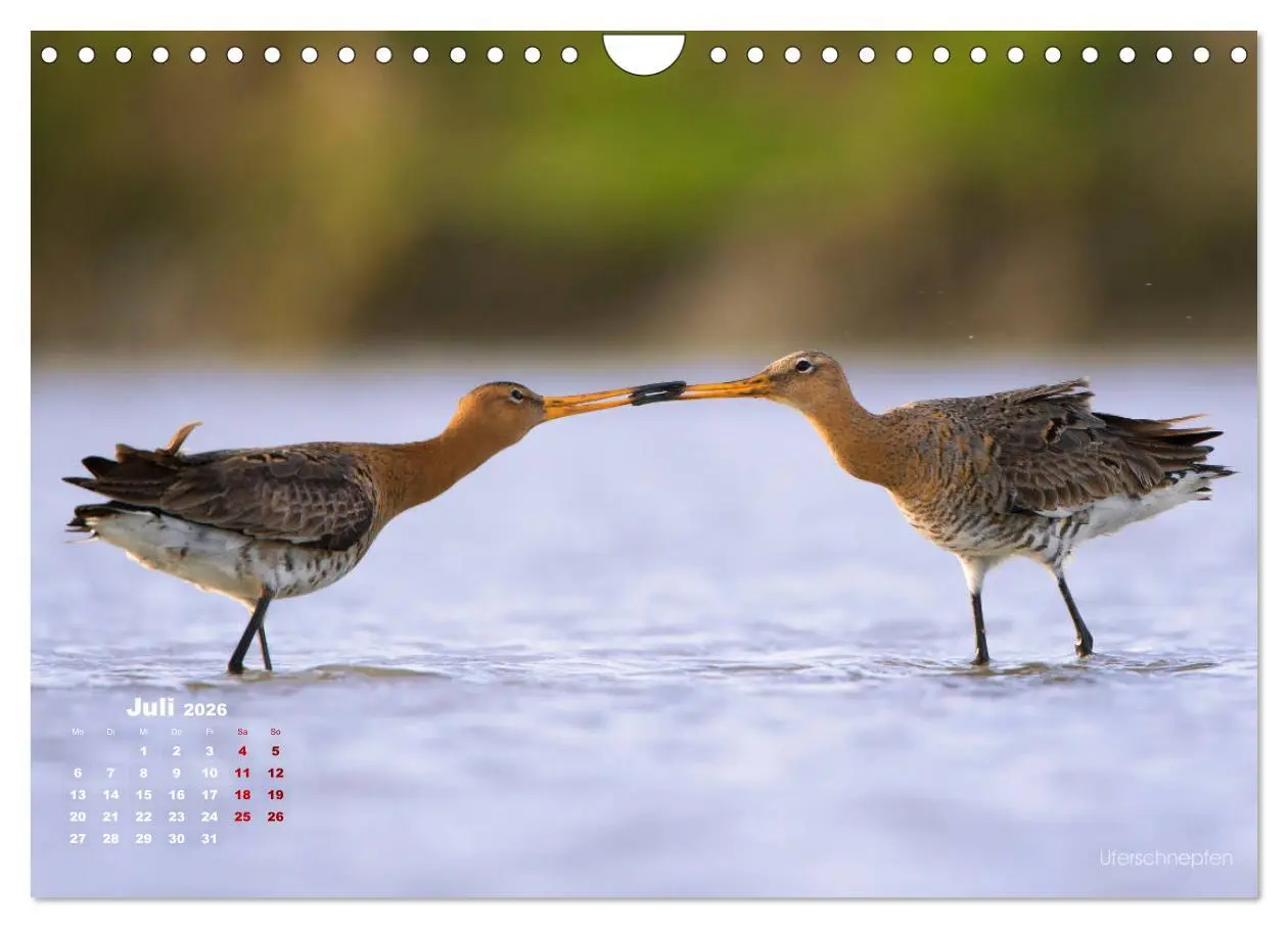Bild: 9783457864609 | Wattvögel an der Friesischen IJsselmeerküste (Wandkalender 2026 DIN...