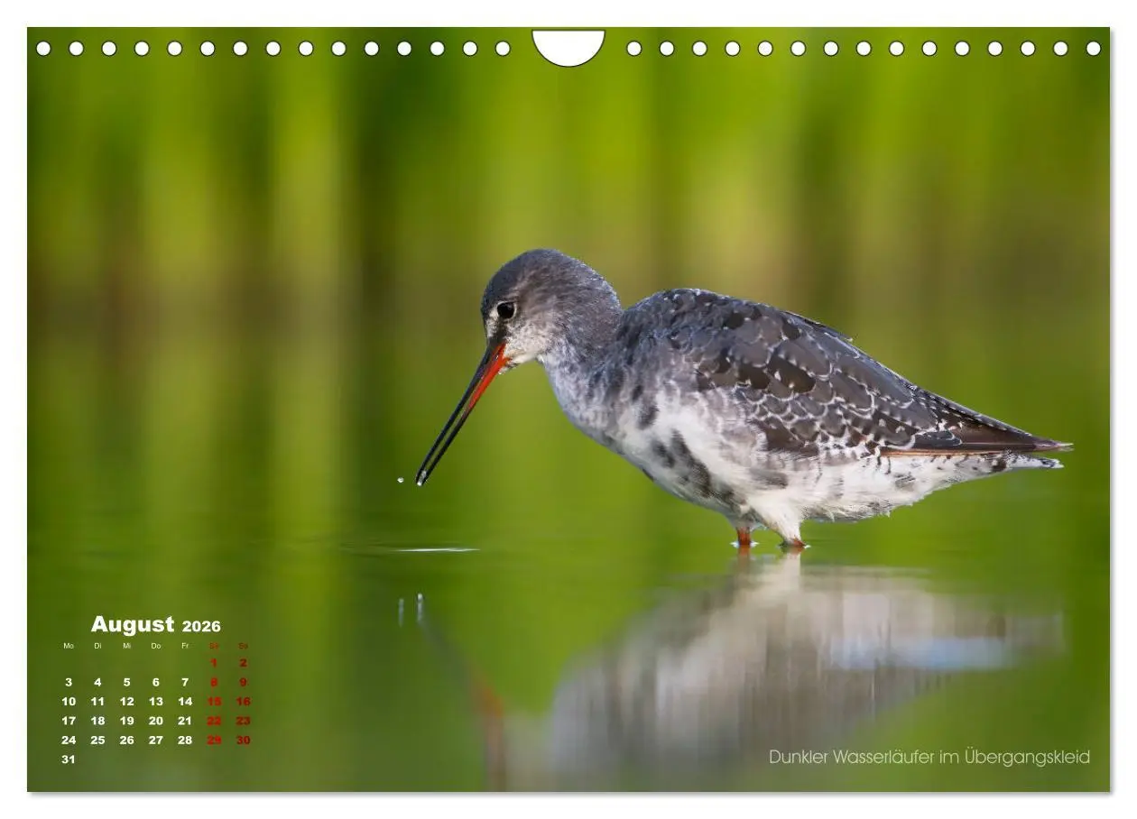 Bild: 9783457864609 | Wattvögel an der Friesischen IJsselmeerküste (Wandkalender 2026 DIN...