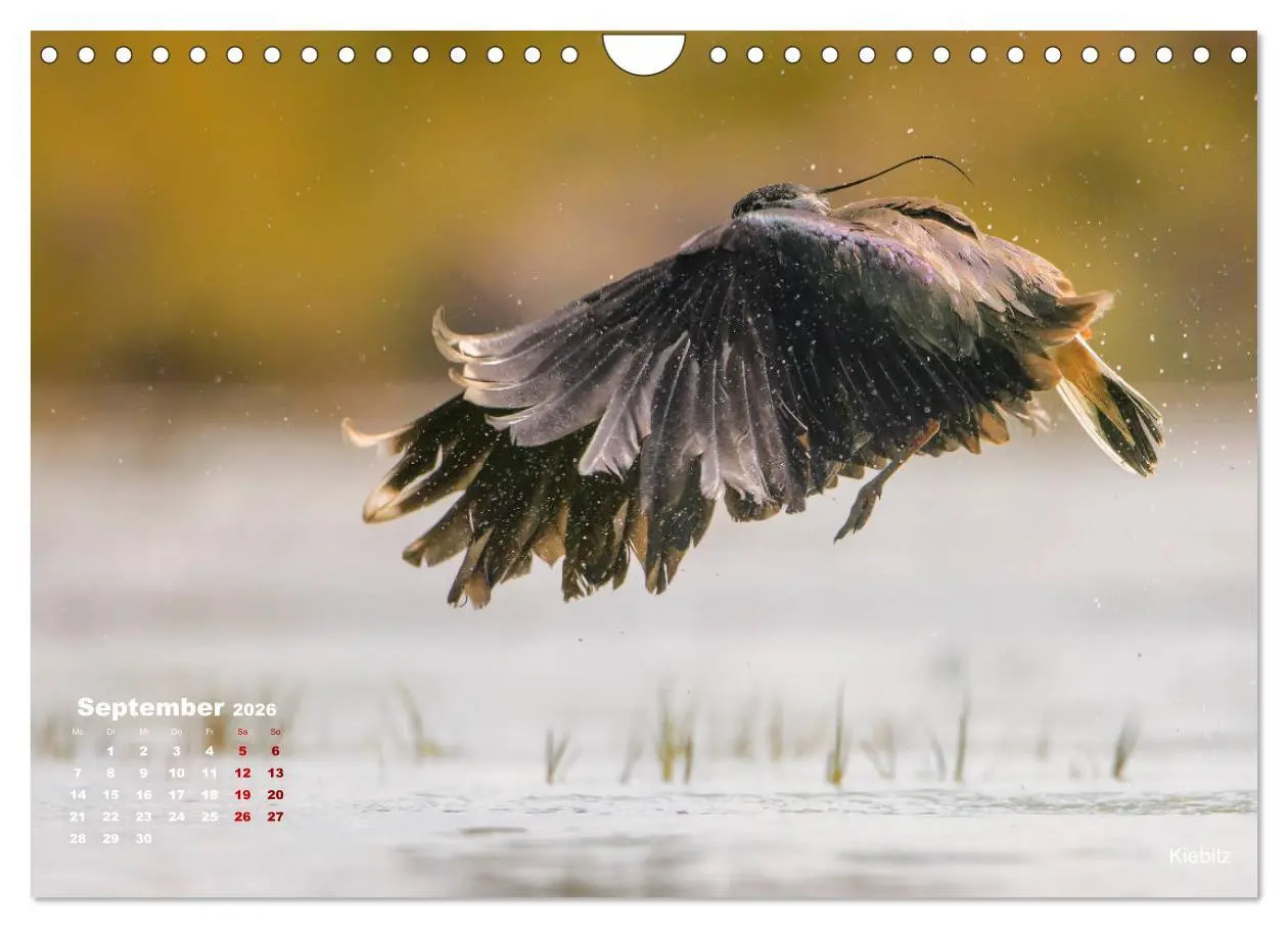 Bild: 9783457864609 | Wattvögel an der Friesischen IJsselmeerküste (Wandkalender 2026 DIN...
