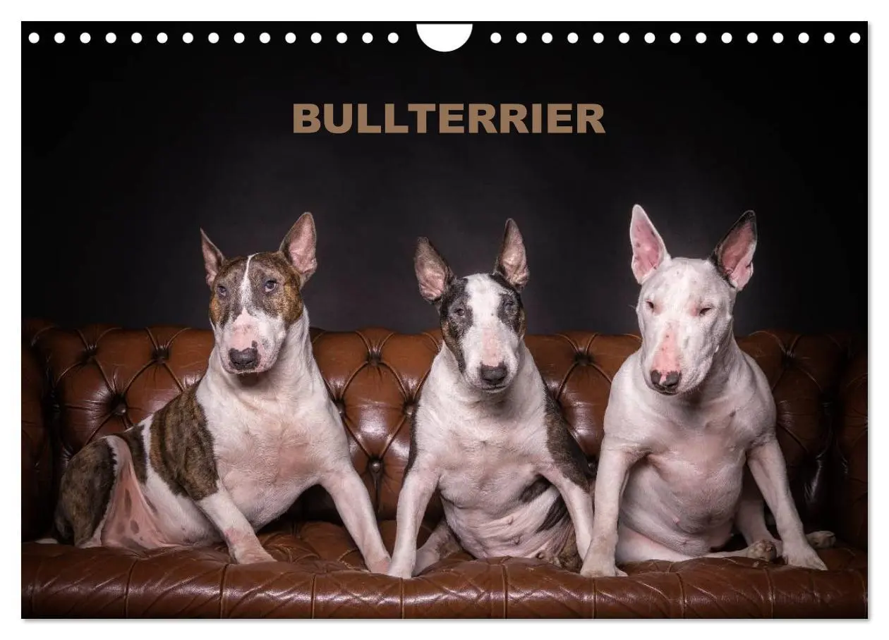 Cover: 9783516024609 | Bullterrier (Wandkalender 2026 DIN A4 quer), CALVENDO Monatskalender