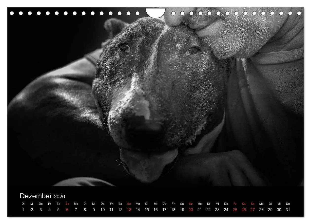 Bild: 9783516024609 | Bullterrier (Wandkalender 2026 DIN A4 quer), CALVENDO Monatskalender