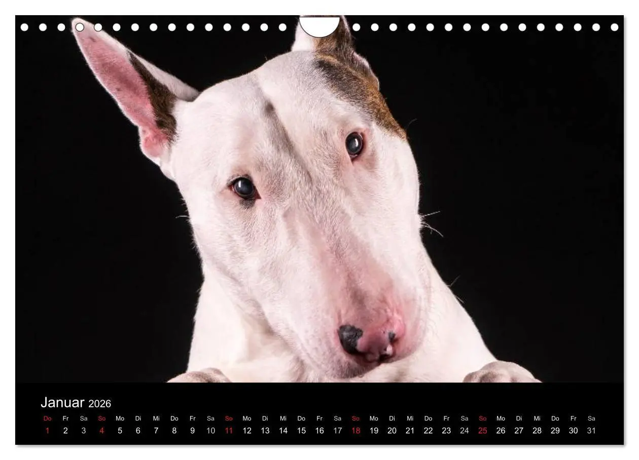 Bild: 9783516024609 | Bullterrier (Wandkalender 2026 DIN A4 quer), CALVENDO Monatskalender
