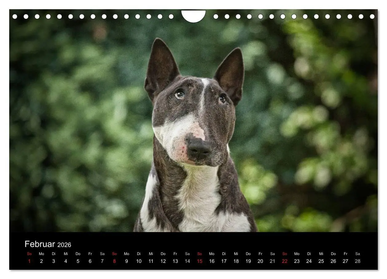 Bild: 9783516024609 | Bullterrier (Wandkalender 2026 DIN A4 quer), CALVENDO Monatskalender