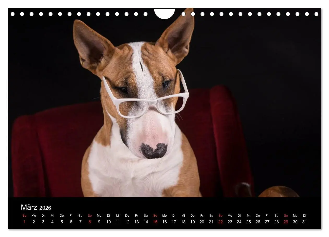 Bild: 9783516024609 | Bullterrier (Wandkalender 2026 DIN A4 quer), CALVENDO Monatskalender