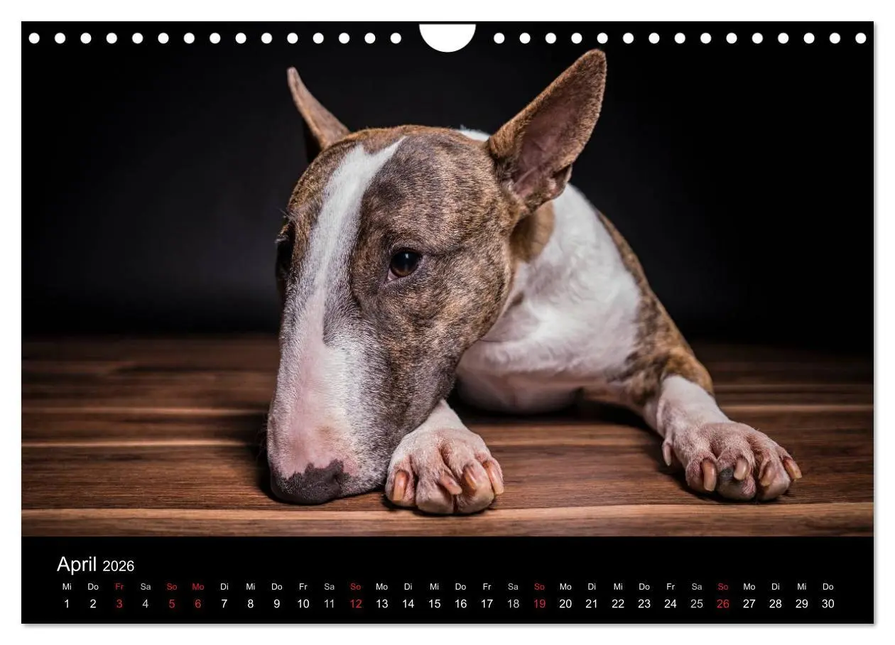 Bild: 9783516024609 | Bullterrier (Wandkalender 2026 DIN A4 quer), CALVENDO Monatskalender