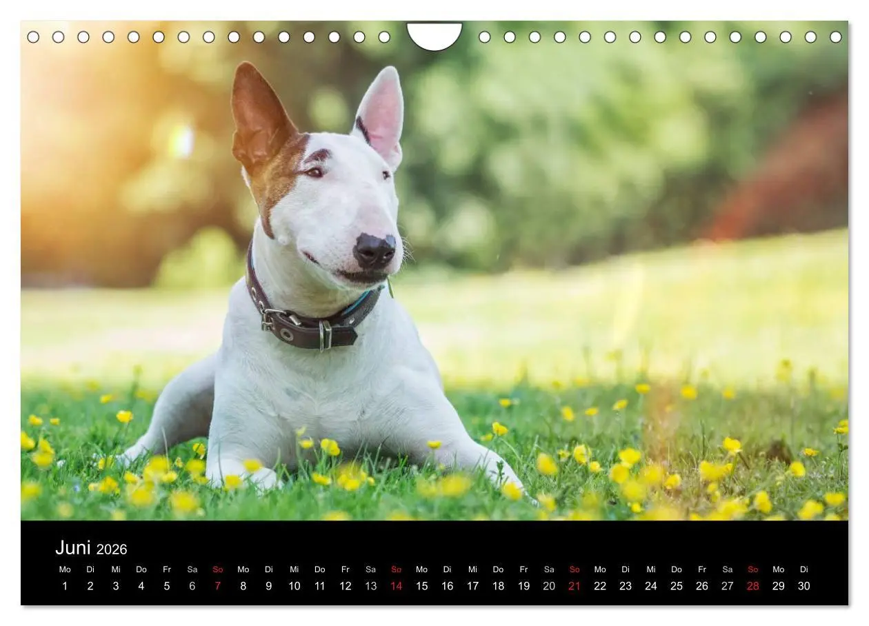 Bild: 9783516024609 | Bullterrier (Wandkalender 2026 DIN A4 quer), CALVENDO Monatskalender