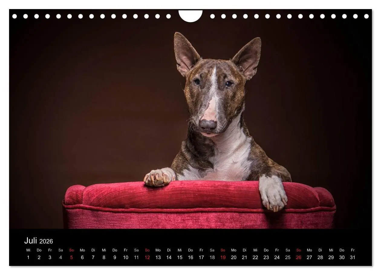 Bild: 9783516024609 | Bullterrier (Wandkalender 2026 DIN A4 quer), CALVENDO Monatskalender