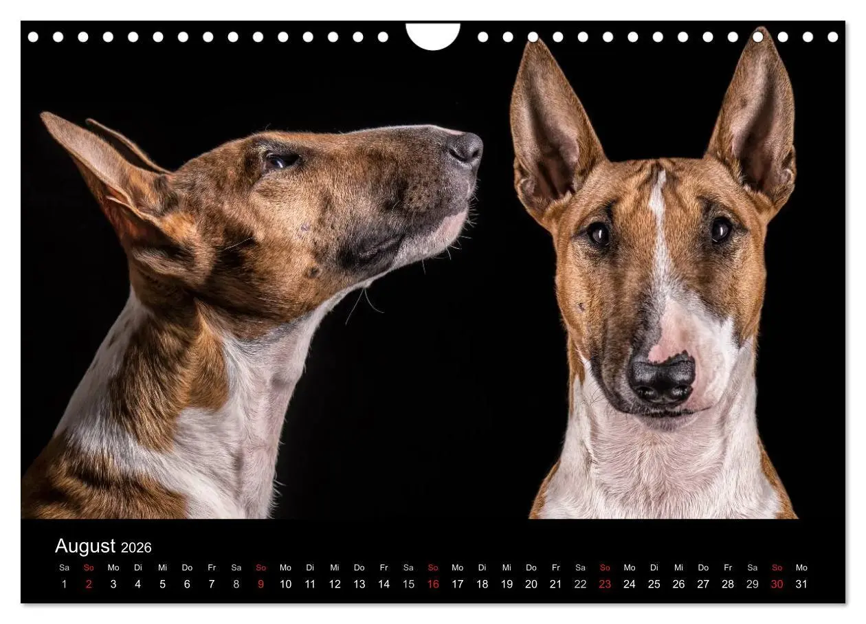 Bild: 9783516024609 | Bullterrier (Wandkalender 2026 DIN A4 quer), CALVENDO Monatskalender