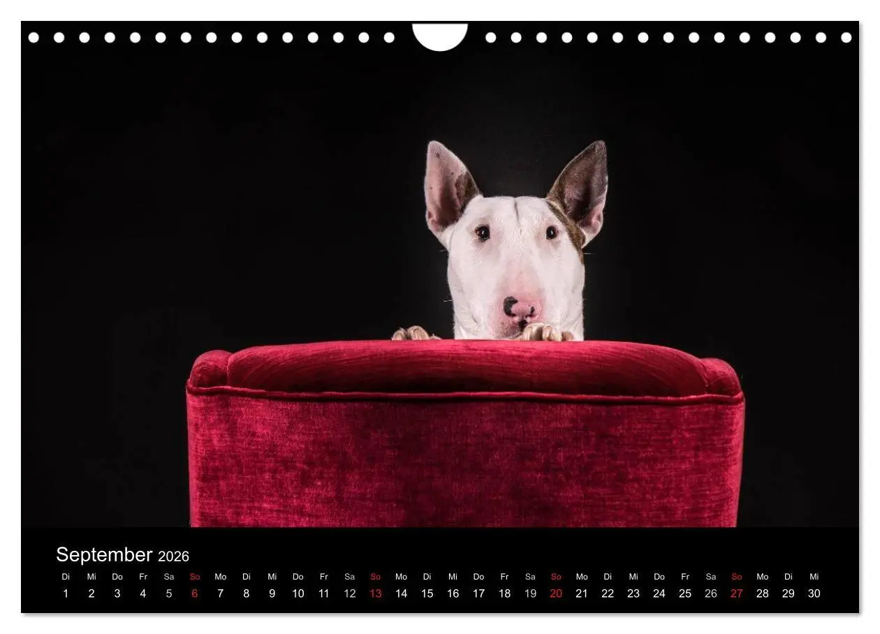 Bild: 9783516024609 | Bullterrier (Wandkalender 2026 DIN A4 quer), CALVENDO Monatskalender