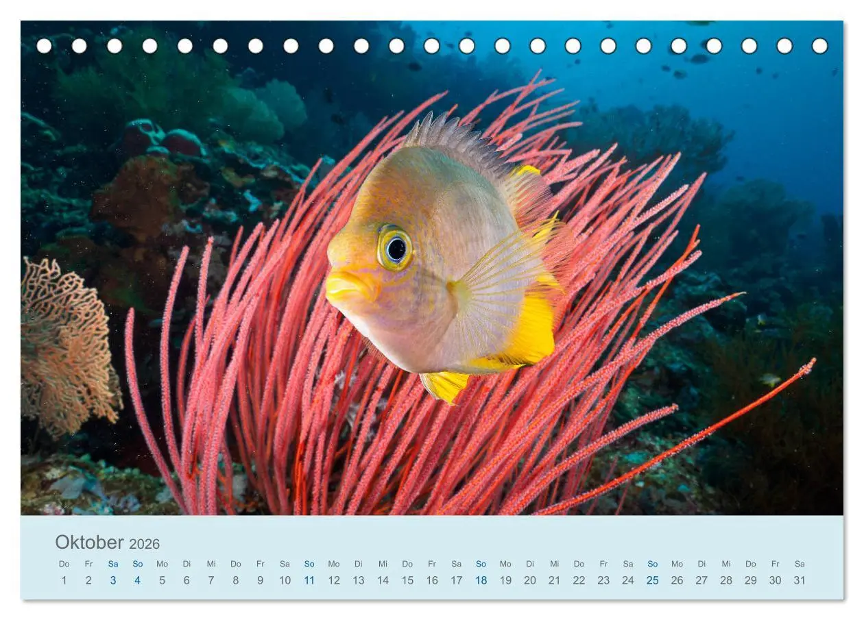 Bild: 9783457774809 | Abenteuer Unterwasser (Tischkalender 2026 DIN A5 quer), CALVENDO...