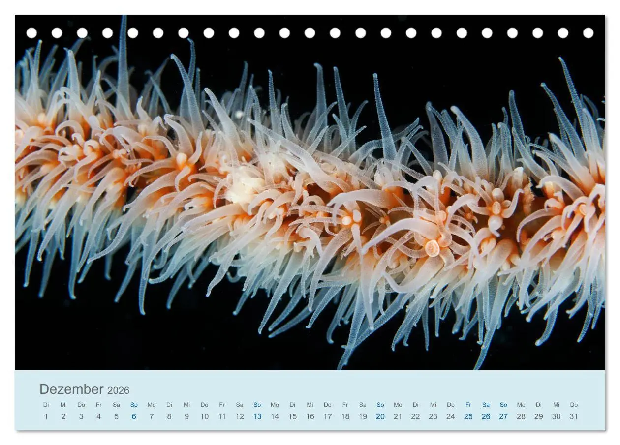 Bild: 9783457774809 | Abenteuer Unterwasser (Tischkalender 2026 DIN A5 quer), CALVENDO...
