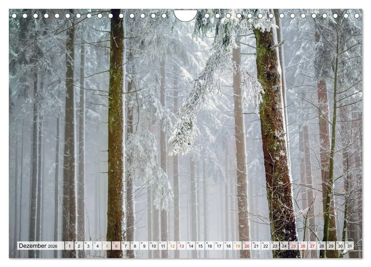 Bild: 9783457914809 | Wald - mystische Spaziergänge (Wandkalender 2026 DIN A4 quer),...