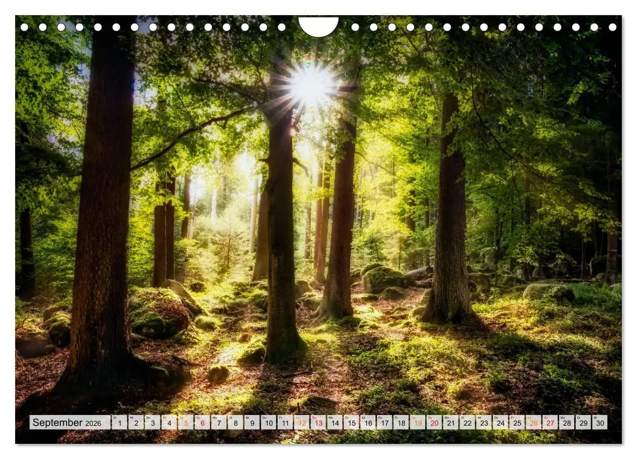 Bild: 9783457914809 | Wald - mystische Spaziergänge (Wandkalender 2026 DIN A4 quer),...