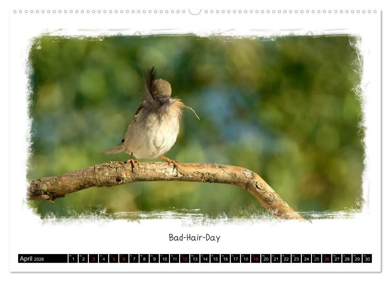 Bild: 9783516055009 | Tierisch witzig (hochwertiger Premium Wandkalender 2026 DIN A2...