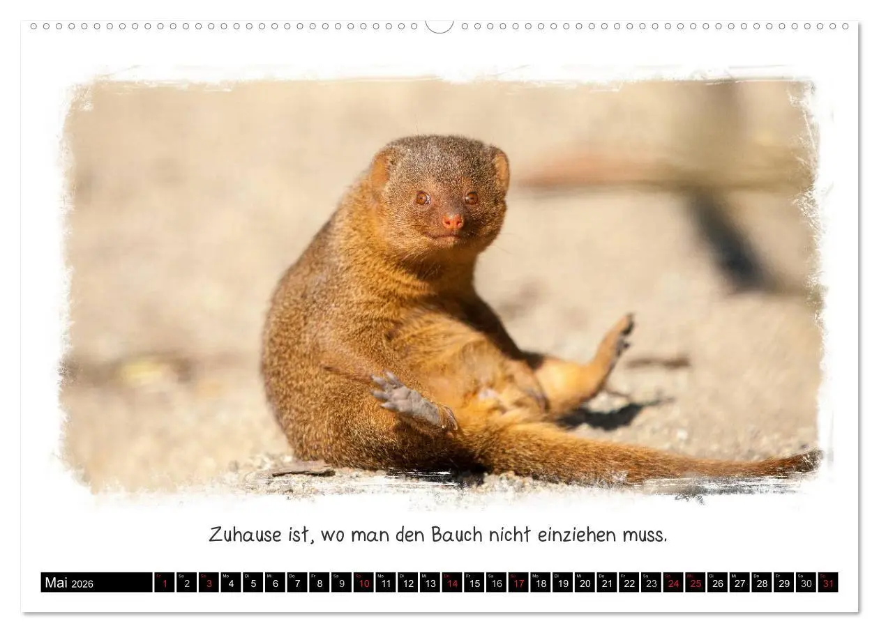 Bild: 9783516055009 | Tierisch witzig (hochwertiger Premium Wandkalender 2026 DIN A2...
