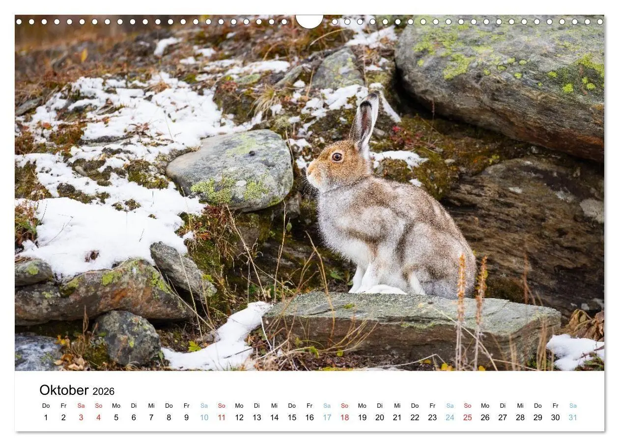 Bild: 9783516665109 | Tierwelt Skandinaviens (Wandkalender 2026 DIN A3 quer), CALVENDO...