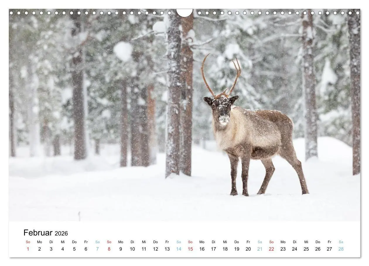 Bild: 9783516665109 | Tierwelt Skandinaviens (Wandkalender 2026 DIN A3 quer), CALVENDO...
