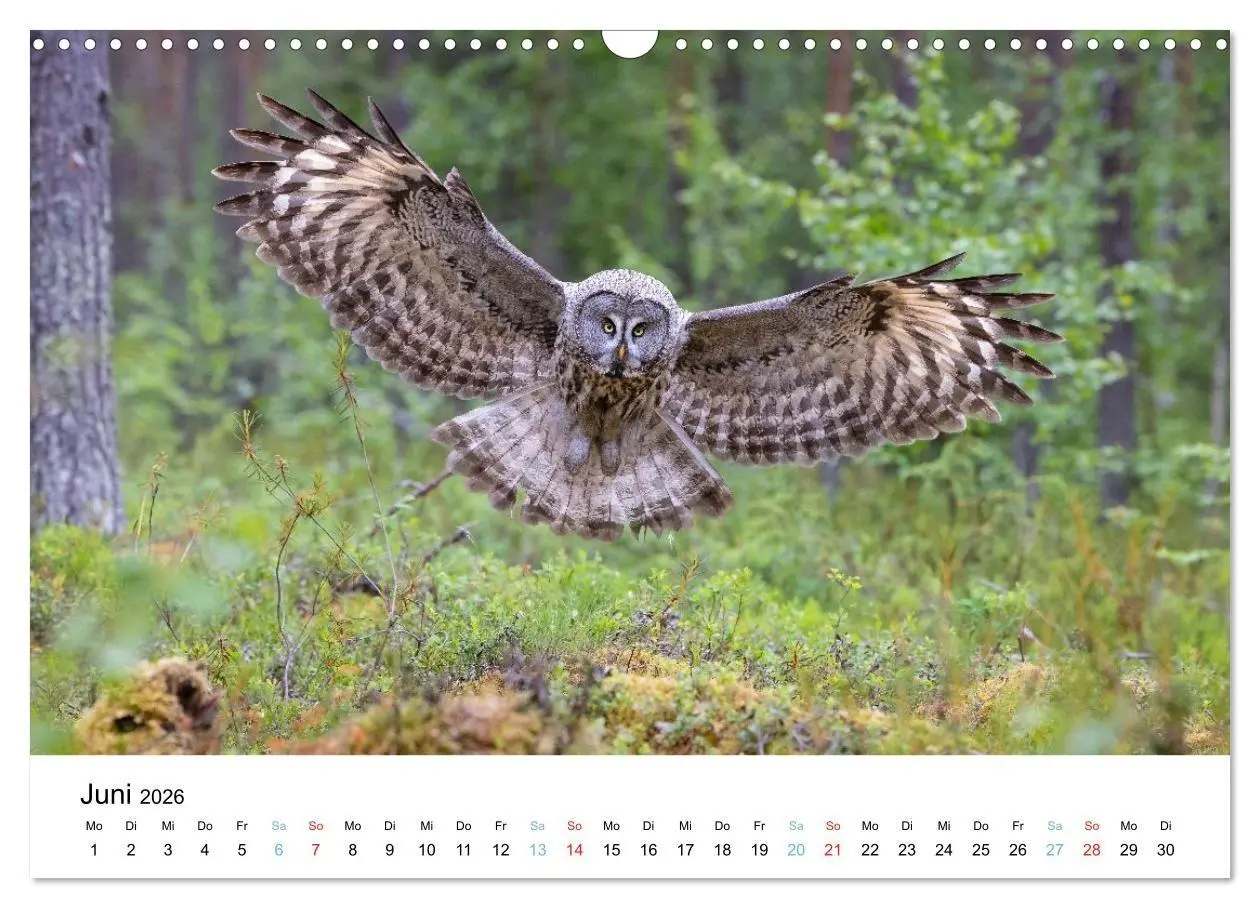 Bild: 9783516665109 | Tierwelt Skandinaviens (Wandkalender 2026 DIN A3 quer), CALVENDO...