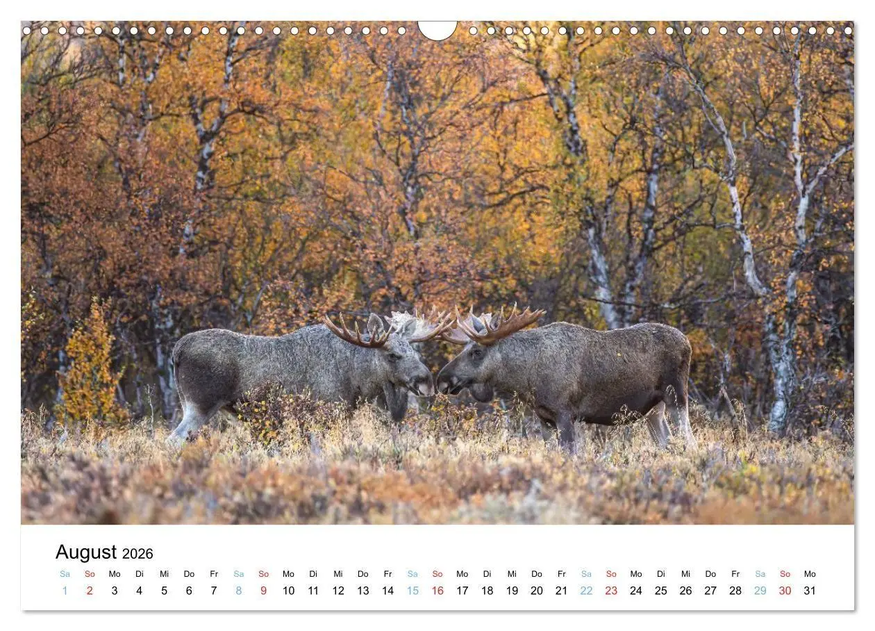 Bild: 9783516665109 | Tierwelt Skandinaviens (Wandkalender 2026 DIN A3 quer), CALVENDO...