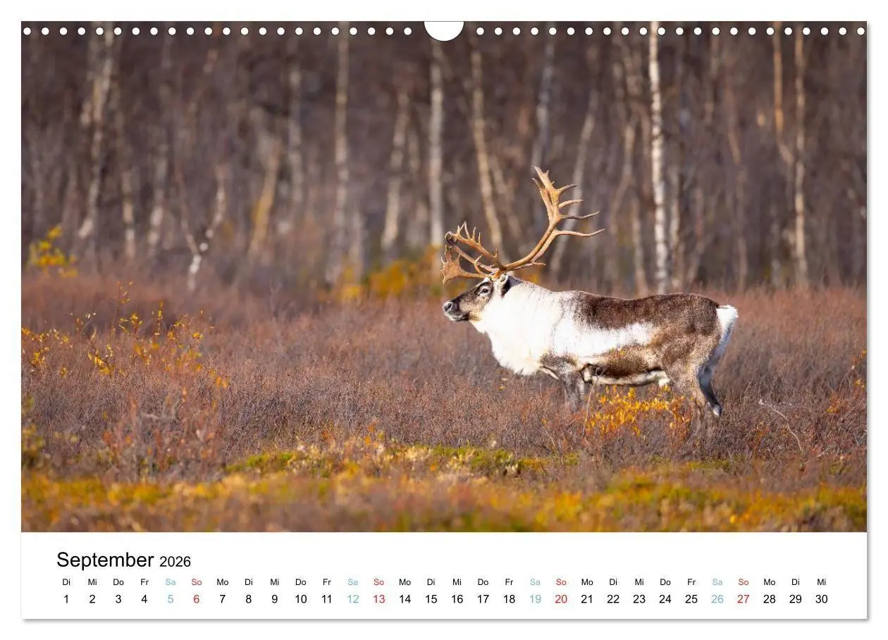 Bild: 9783516665109 | Tierwelt Skandinaviens (Wandkalender 2026 DIN A3 quer), CALVENDO...