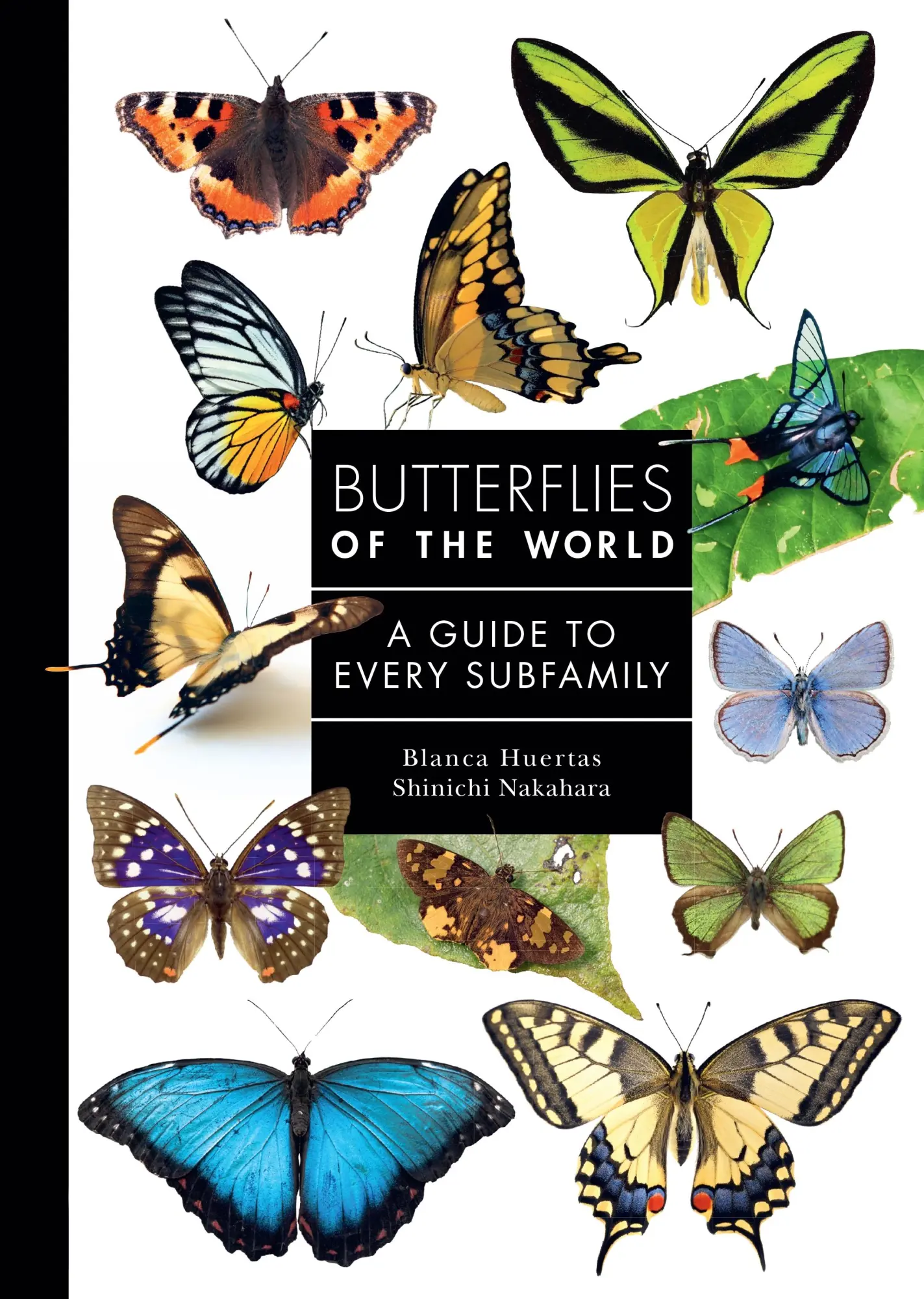 Cover: 9780691265209 | Butterflies of the World | A Guide to Every Subfamily | Blanca Huertas