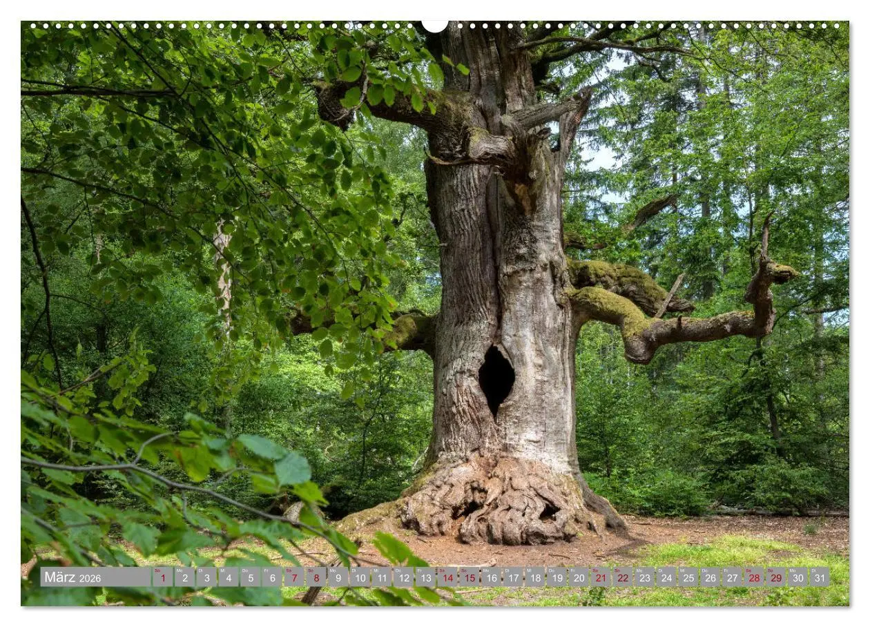 Bild: 9783457635209 | WESERBERGLAND - Land der stillen Schönheit (Wandkalender 2026 DIN...