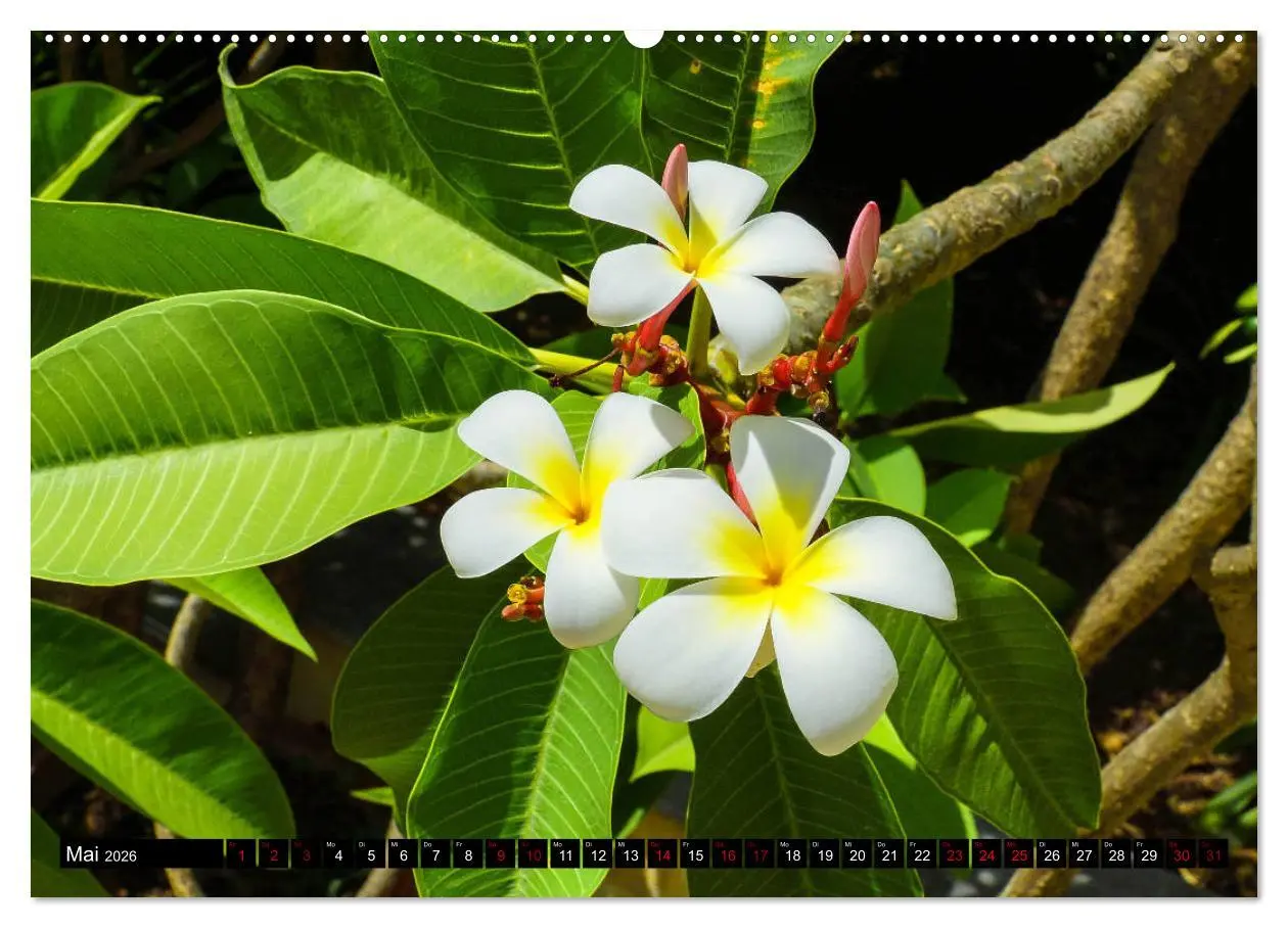 Bild: 9783457875209 | Botanischer Garten Palermo (Wandkalender 2026 DIN A2 quer),...