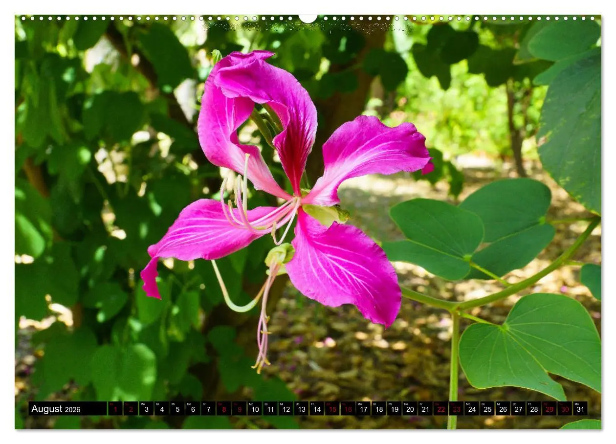 Bild: 9783457875209 | Botanischer Garten Palermo (Wandkalender 2026 DIN A2 quer),...