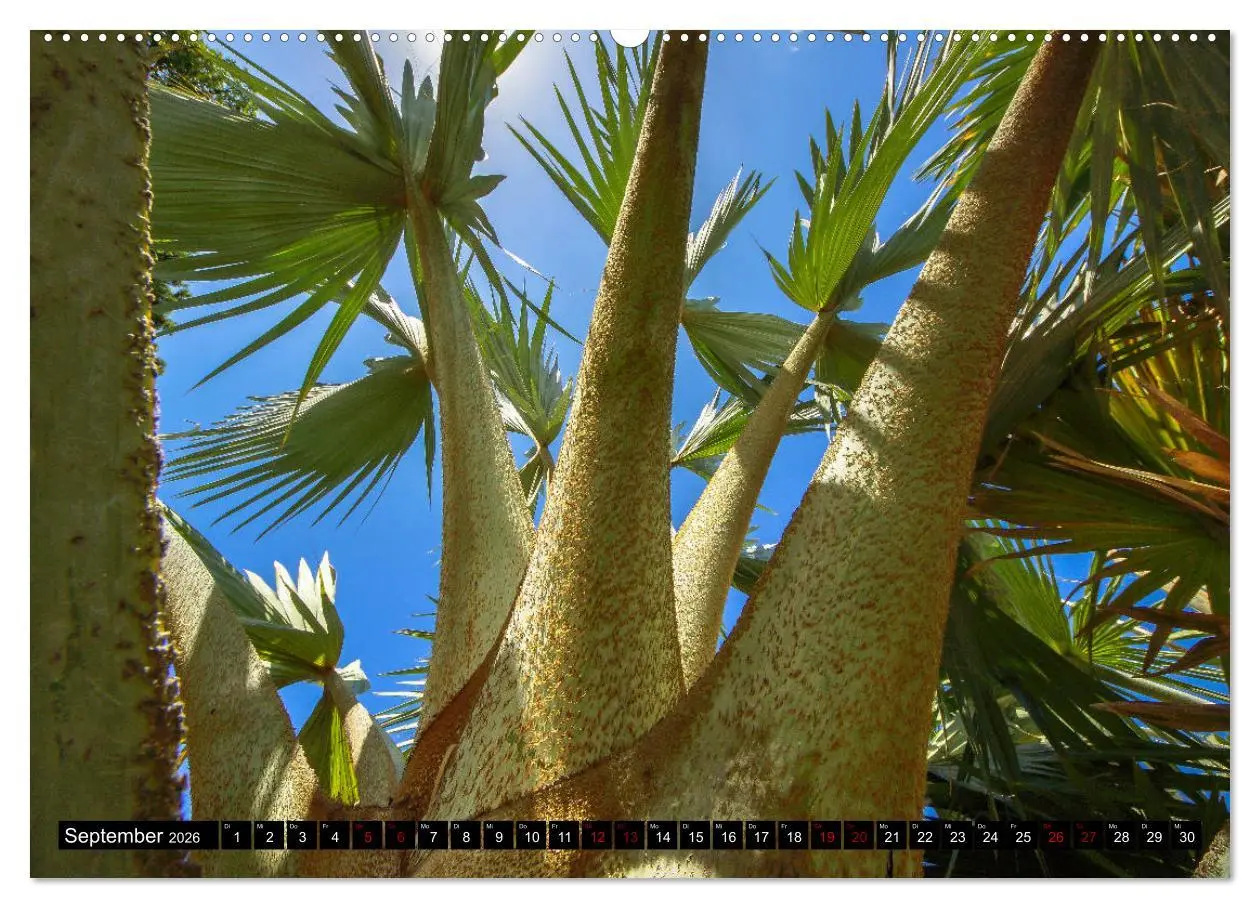 Bild: 9783457875209 | Botanischer Garten Palermo (Wandkalender 2026 DIN A2 quer),...