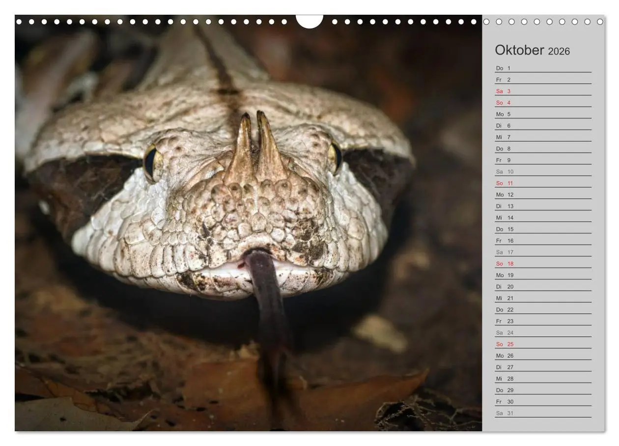 Bild: 9783516035209 | Schlangen und Co. - Faszination pur (Wandkalender 2026 DIN A3...