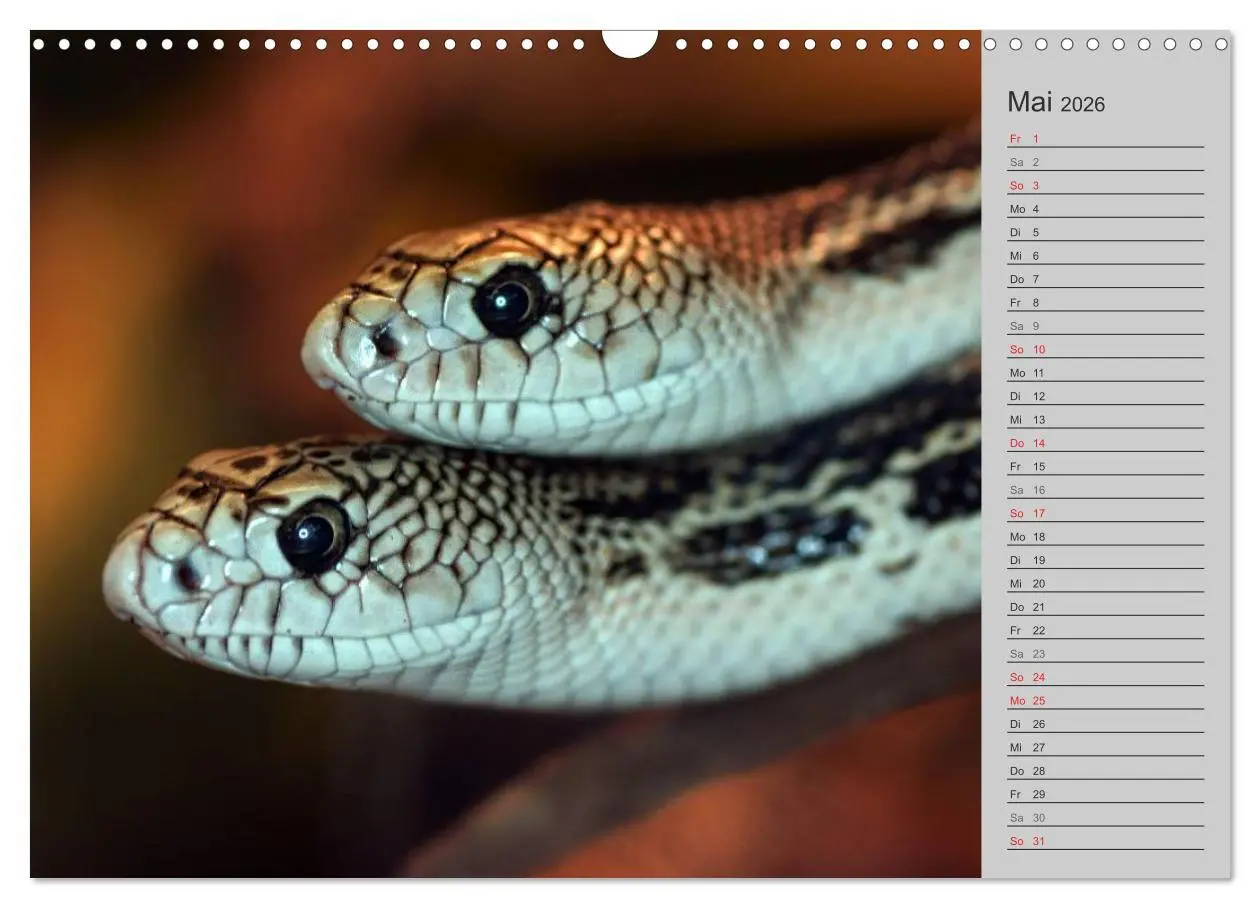 Bild: 9783516035209 | Schlangen und Co. - Faszination pur (Wandkalender 2026 DIN A3...