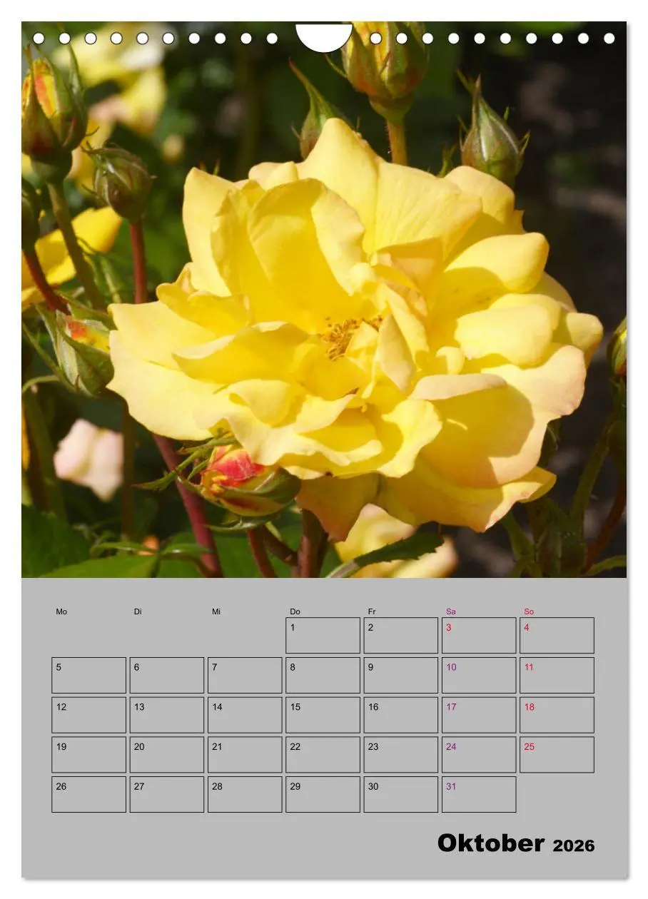 Bild: 9783516405309 | Rosen - Symbol der Liebe und Verehrung (Wandkalender 2026 DIN A4...