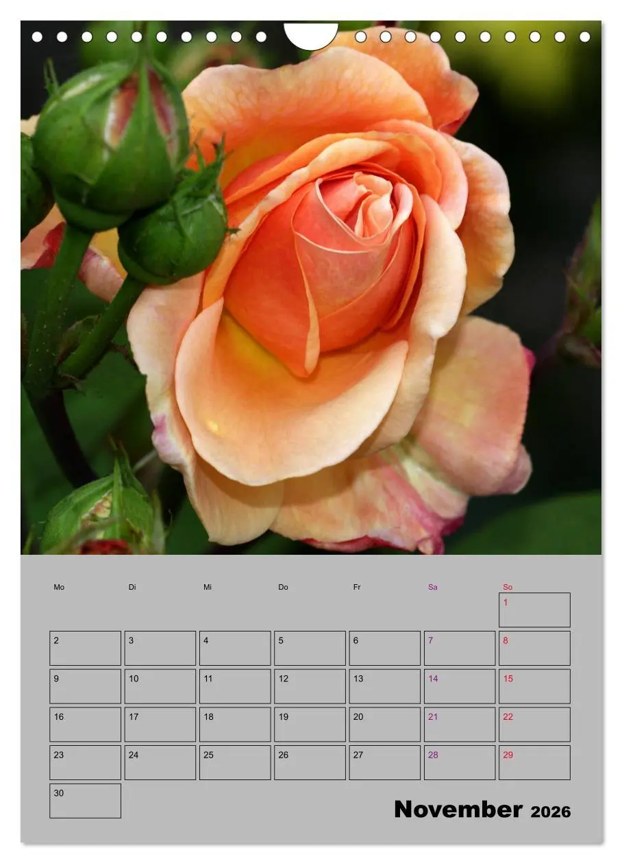 Bild: 9783516405309 | Rosen - Symbol der Liebe und Verehrung (Wandkalender 2026 DIN A4...