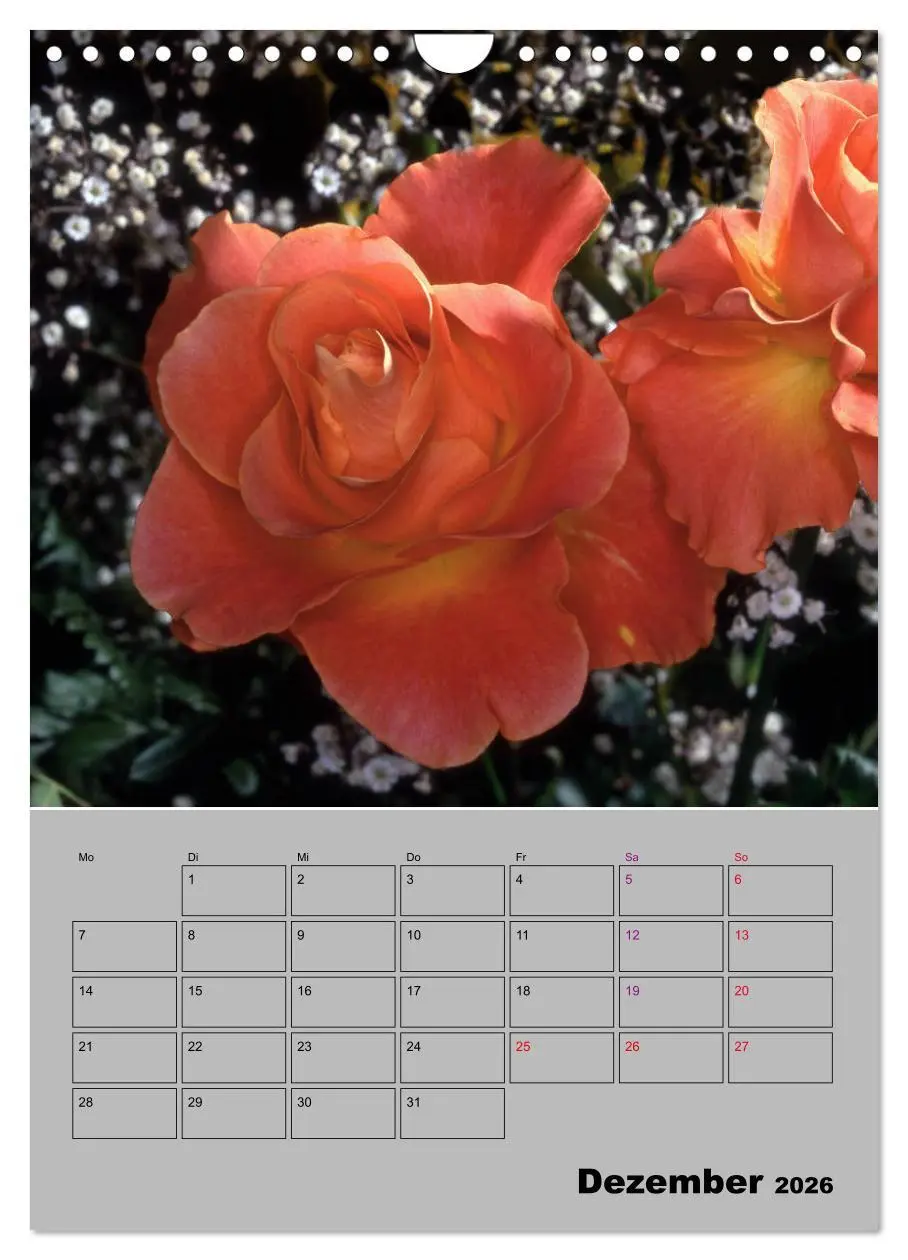 Bild: 9783516405309 | Rosen - Symbol der Liebe und Verehrung (Wandkalender 2026 DIN A4...