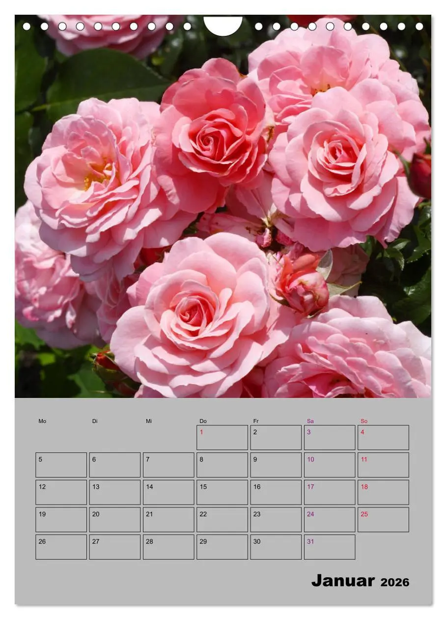Bild: 9783516405309 | Rosen - Symbol der Liebe und Verehrung (Wandkalender 2026 DIN A4...