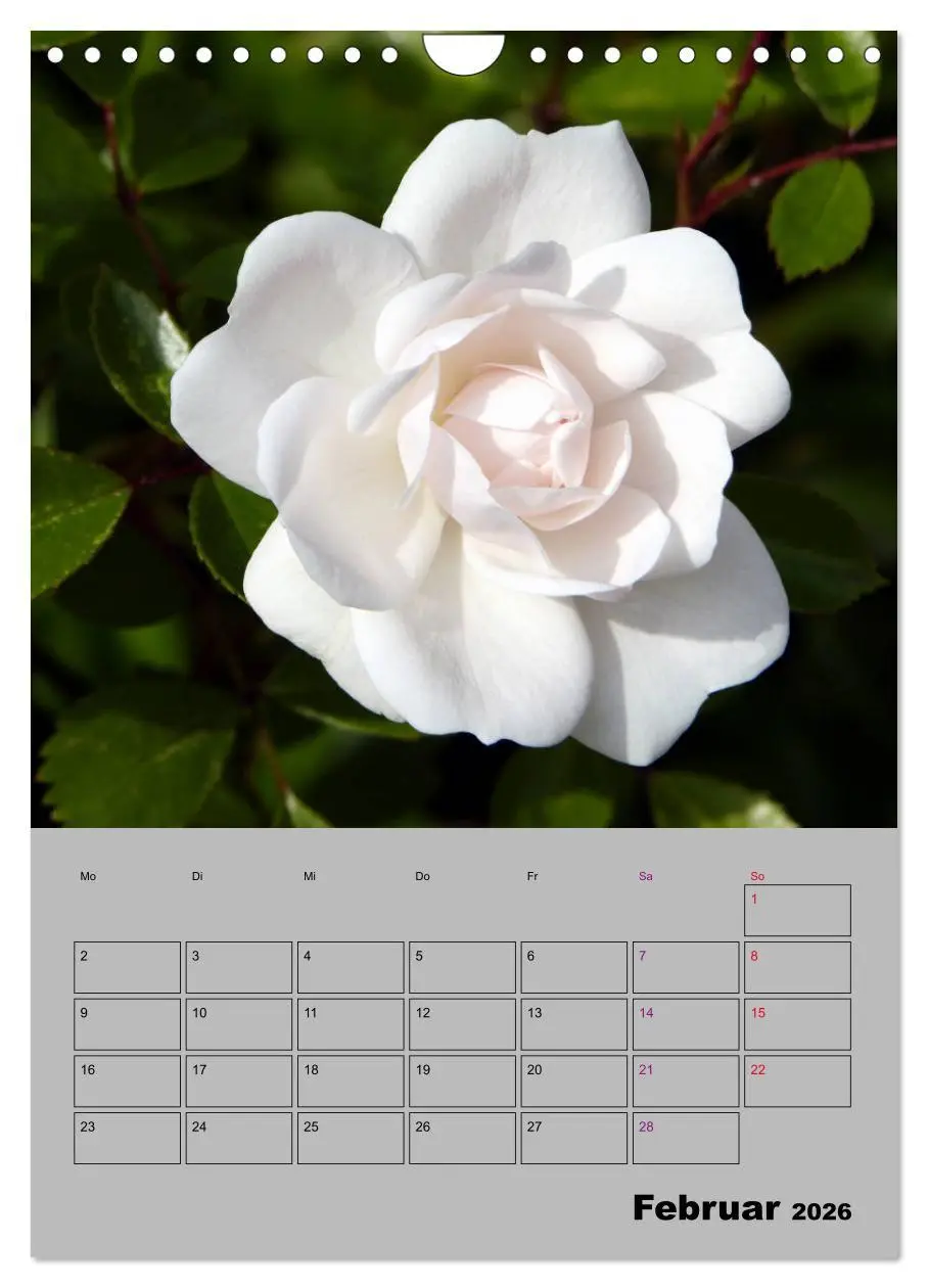Bild: 9783516405309 | Rosen - Symbol der Liebe und Verehrung (Wandkalender 2026 DIN A4...