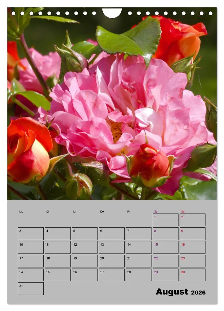 Bild: 9783516405309 | Rosen - Symbol der Liebe und Verehrung (Wandkalender 2026 DIN A4...