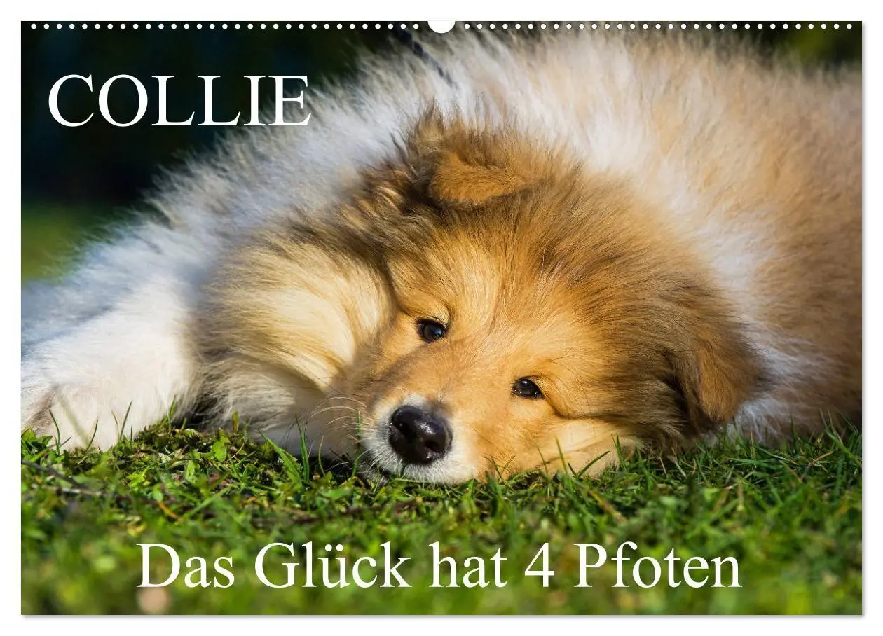 Cover: 9783569735309 | Collie - Das Glück hat 4 Pfoten (Wandkalender 2027 DIN A2 quer),...