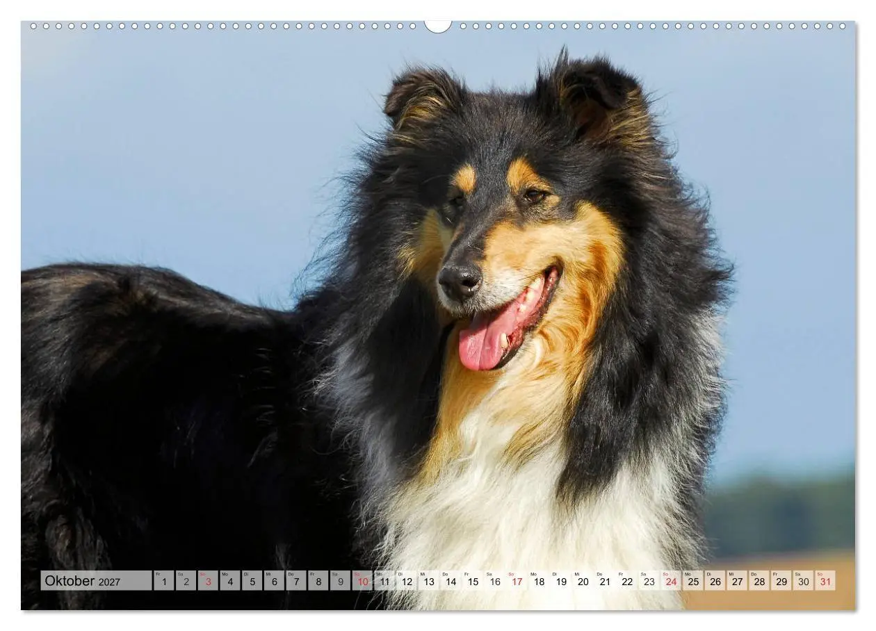 Bild: 9783569735309 | Collie - Das Glück hat 4 Pfoten (Wandkalender 2027 DIN A2 quer),...