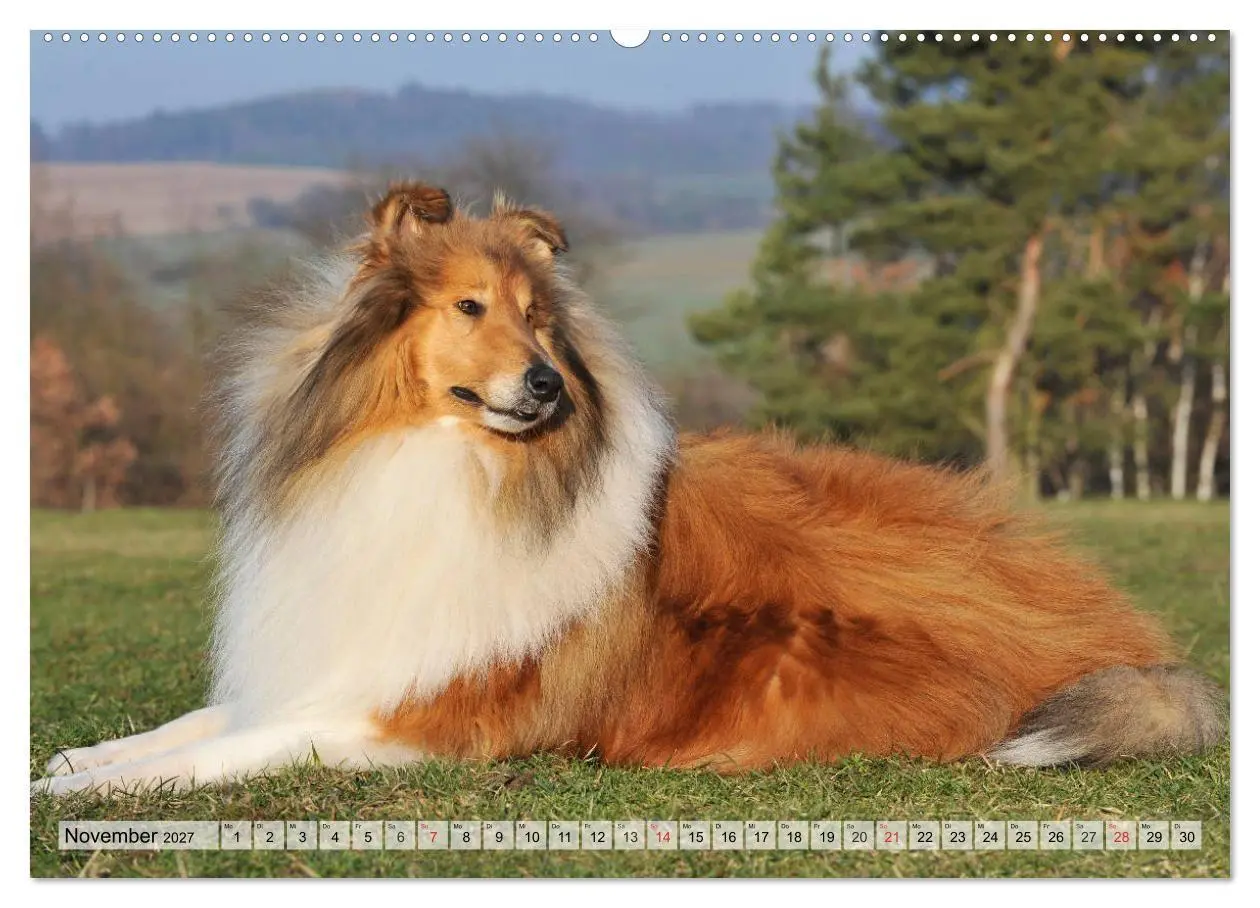 Bild: 9783569735309 | Collie - Das Glück hat 4 Pfoten (Wandkalender 2027 DIN A2 quer),...